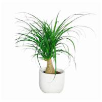 Ponytail Palm Tree 6'' Pot · The ponytail palm tree really isn't a palm tree at all. It's a member of the agave family an...