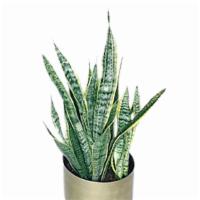 Large Air Purifying Snake Plant 8