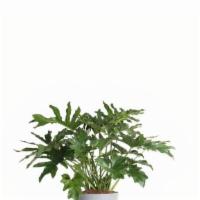 Hope Philodendron 10