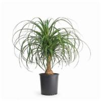 Ponytail Palm · Ponytail palm is a fun, stress free friend that’ll encourage you to let your hair down when ...