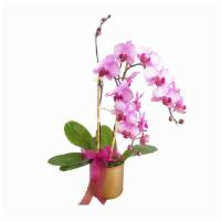 Pretty Pink Orchid Plant 2 Stem · Send fresh pink orchids to brighten anyone's day! This modern orchid plant proudly displays ...