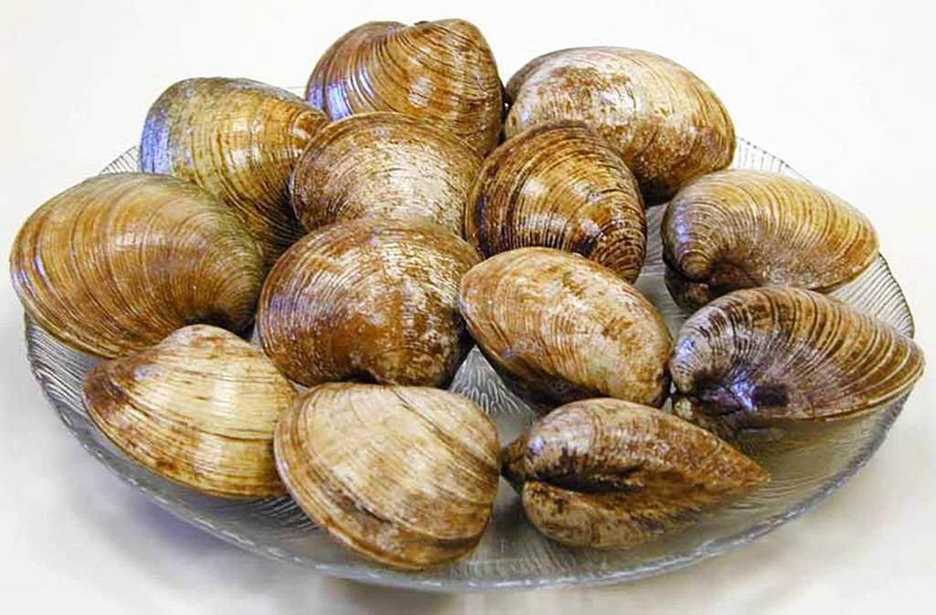 Top Neck Clams · Please note this product is sold raw, by the each.
