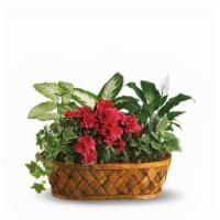 Plants Galore · Standard. Best seller. You don't need a green thumb to love plants galore! Plants, plants an...