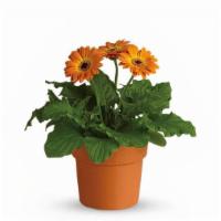 Rainbow Rays Potted Gerbera - Orange · Standard. Distinctly pretty and cheerful, the orange gerbera is a shining gift to send. Easy...