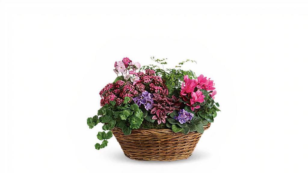 Simply Chic Mixed Plant Basket · Standard. Simply captivating. Simply charming. Simply chic. This pretty basket is overflowing with character - and live plants. It's colorful, natural and beautiful. A charming oval wicker basket is full of flowering plants like two miniature lavender African violets, 2 pink kalanchoes, a hot pink cyclamen, a pink primrose and a hypoestes. Not to mention green ivy and maidenhair fern. A fantastic mix for anyone!.