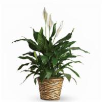 Simply Elegant Spathiphyllum - Medium · Standard. Best seller. Known for its indoor beauty and ability to clear the air of contamina...