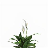 Simply Elegant Spathiphyllum - Small · Standard. Best seller. Also known as the peace lily, this dark leafy plant with its delicate...