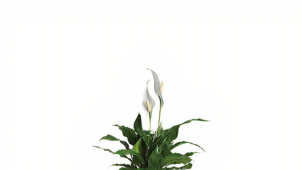 Simply Elegant Spathiphyllum - Small · Standard. Best seller. Also known as the peace lily, this dark leafy plant with its delicate white blossoms makes a simply elegant gift. There's nothing small about the sentiment delivered along with this pretty plant. A brilliant green spathiphyllum is delivered in a natural wicker basket. Long live elegance!.