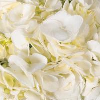 Premium Hydrangeas · Per stem. Brighten someone's day with beautifully majestic hydrangeas.