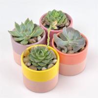 Sweet Succulent Collection · Sweet, petite, and long-lasting succulent planters!
This listing includes 4 pieces. 

Size o...