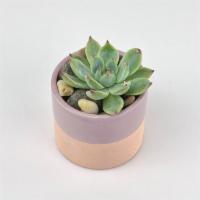 Sincere Succulent · A sweet, petite, and long-lasting succulent planter!

Size: 3x3