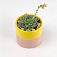 Sunny Succulent · A sweet, petite, and long-lasting succulent planter!

Size: 3x3