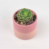 Sweetest Succulent · A sweet, petite, and long-lasting succulent planter!

Size: 3x3