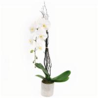 Premium Phalaenopsis Orchid - White Single Stem · Stunning is the word that best describes this premium Phalaenopsis orchid.  Phalaenopsis blo...