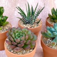 Assorted Mini Succulent Cuties · Assorted mini sun-loving succulents in terra cotta 2.5