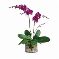 Glorious Gratitude Orchid · Standard. Show your gratitude for a special someone with this glorious living gift. Simply p...
