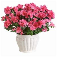 Pretty In Pink Azalea · Standard. This pretty azalea serves up a plethora of pink petals. Absolutely stunning as an ...