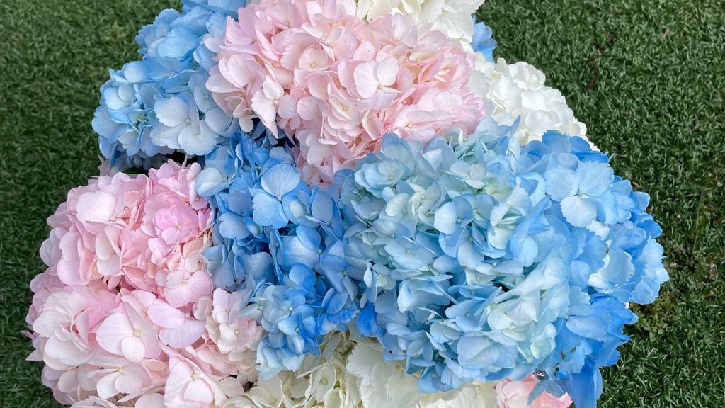 Cottoncandy Hydrangea Bouquet  · No better way to brighten someone’s day than to give a beautiful bouquet of mixed Hydrangeas. 

(colors are based on availability)

This arrangement includes a note card 