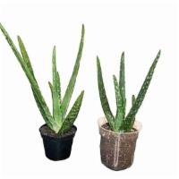 Aloe Vera Plant · Having your very own aloe Vera plant is equal to having a natural pharmacy at your fingertip...