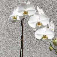 Single Orchid Arrangement · beautiful single orchid in a ceramic vase