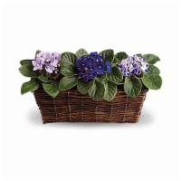 Sweet Violet Trio · Best seller. Standard. These violets aren't blue! They are lovely lavender and perfectly pur...