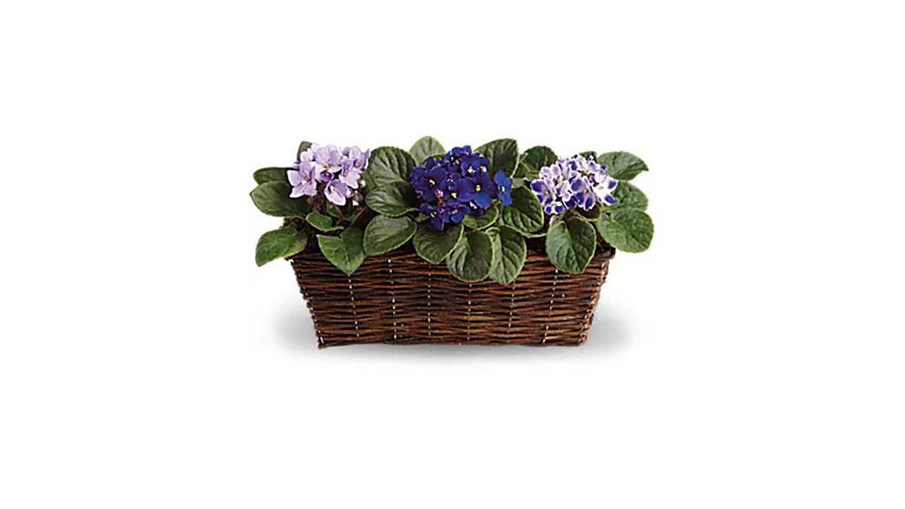 Sweet Violet Trio · Best seller. Standard. These violets aren't blue! They are lovely lavender and perfectly purple. Three plants in all, looking absolutely beautiful in their cozy rectangular basket. A symbol of enduring admiration, it's no surprise that the African violet has been a favorite for generations. One purple and two lavender velvety African violet plants are delivered in a pretty wicker basket. Be sweet and send this gift today.