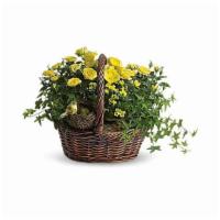 Yellow Trio Basket · Standard. This delightful basket holds a plethora of sunny yellow flowering plants! So sweet...