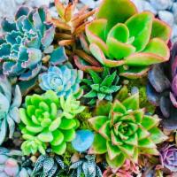  Designers Choice Succulent Garden · Let our designers create a beautiful Succulent garden for your special occasion.