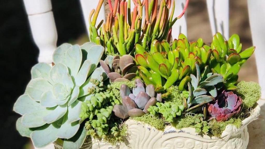  Iron Cache Garden · Succulents may vary based on availabilty. Perfect gift.