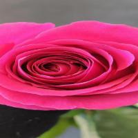 Pink Floyd Roses · Hot pink or Rosa Mexicano.