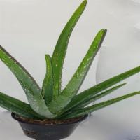 Aloe Vera · Aloe vera in a 6