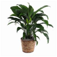 Peace Lily · The peace lily one of best selling house plants, It may be giving for any reason but it is t...