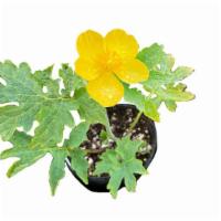 Wood Gold Poppy · Good in a variety of garden settings. Deadhead spent flowers to encourage more blooms. Sprin...