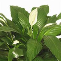 Peace Lily Plant Spathiphyllum Clevelandii · Liven up your office space with a beautiful peace lily plant! These plants thrive in shady a...