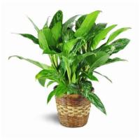 Chinese Evergreen Plant · This hearty green plant is a perfect gift for home or office! Durable and long-living, it th...