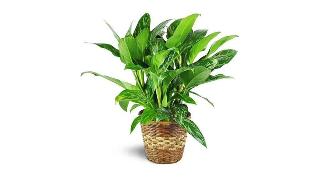 Chinese Evergreen Plant · This hearty green plant is a perfect gift for home or office! Durable and long-living, it thrives in low light, making it an ideal plant for the indoors or for an office setting.

A guaranteed-healthy aglaonema plant, also known as a Chinese Evergreen, is delivered in a natural bamboo container.

Approximately 20