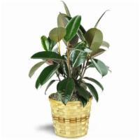 Rubber Plant · This easy-care rubber plant, with shiny, deep green leaves, is just perfect to celebrate a n...