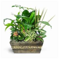 Garden Of Memories · A lush green planter is a perfect way to send comfort in difficult times. 

Our mix of green...