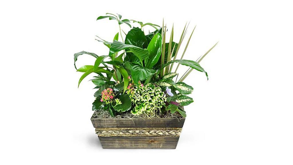 Garden Of Memories · A lush green planter is a perfect way to send comfort in difficult times. 

Our mix of green and flowering plants will provide a lasting reminder of your support and compassion. 

Approximately 14