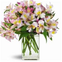 Lively Lilies™ · A dozen stems (or more!) of delightful Peruvian lilies are a perfect gift for any occasion! ...