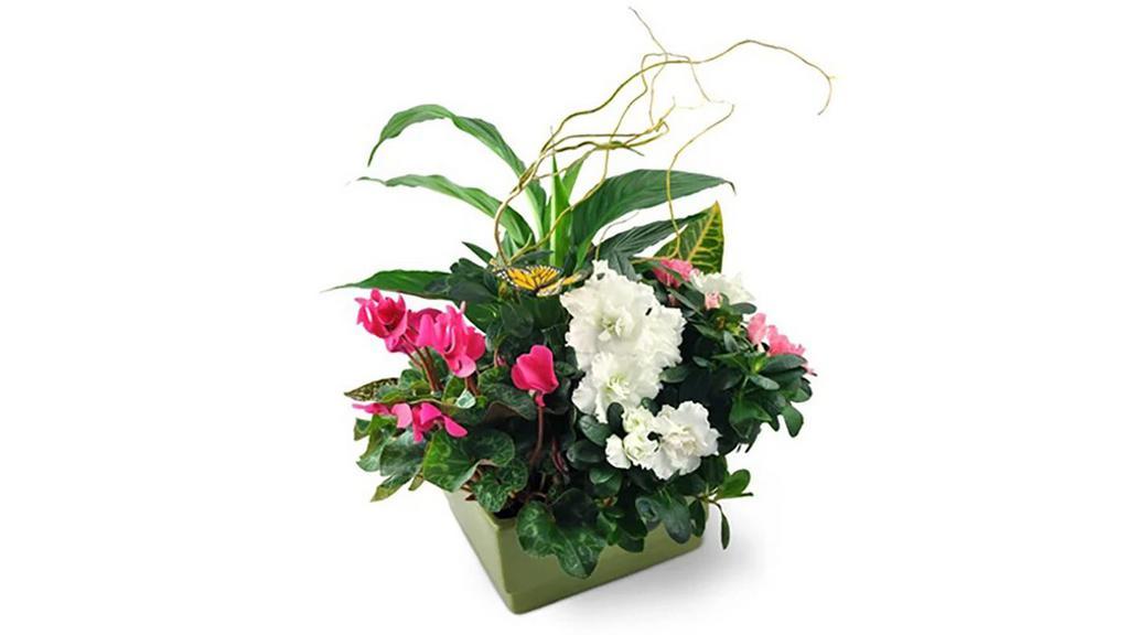 Paradise Garden · An intriguing blend of artistically arranged tropical plants makes this irresistible Paradise Garden! This beautifully lush basket, featuring two blooming plants and three tropical plants, is sure to send the lucky recipient floating towards bliss on a tropical breeze! An ideal way to add some zesty flair to any room!

Two live blooming plants and three live tropical plants are accented with curly willow, moss, and a fanciful decorative butterfly.

Approximately 14