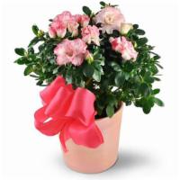 Pink Azalea · With it's bright and charming frilly blossoms, our Pink Azalea plant is pink perfected! This...