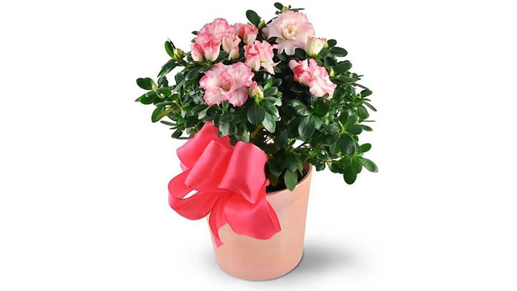 Pink Azalea · With it's bright and charming frilly blossoms, our Pink Azalea plant is pink perfected! This beautiful live plant - full of pleasing pink blooms perfectly accented by elegant evergreen leaves - is delivered in a gorgeous ceramic planter and can be replanted along a walkway or garden as an enduring and long-lasting gift!

One 6
