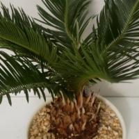 Sago Palm Tree/ Plant · Sago palm tree/ live plant. Exotic beautiful indoor plant. This plant will grow 3-10 feet ta...