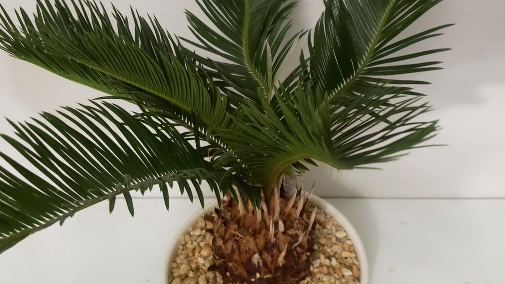 Sago Palm Tree/ Plant · Sago palm tree/ live plant. Exotic beautiful indoor plant. This plant will grow 3-10 feet tall and wide., and its low maintenance and easy to grow. Requires high light,  and needs watering once a week when top soil is dry.  Palm is planted in porcelain planter and pictures don't show the true beauty of this plant. You can see full photo on Google, diamond cutz Customizing.