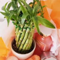 Bamboo Plant Gift Basket For Self Care · Lucky bamboo plant inside white porcelain planter easy to grow, low maintenance. Gift set is...