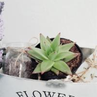 Succulent Flowers And Garden Gift Arrangement With Spa Accessories.   · Succulent arranged in  tin gift box. This gift is for any occasion. Succulents are a beautif...