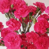 Pink Carnations With Baby'S Breath Arranged In Rose Glass Vase · Beautiful pink carnations with baby's breath arranged in pink glass vase with ribbon.