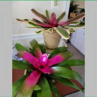 Raphel Bromeliad · Raphel Bromeliad is a large (up to 18-inches) tropical plant with colorful, broad, stiff, ar...